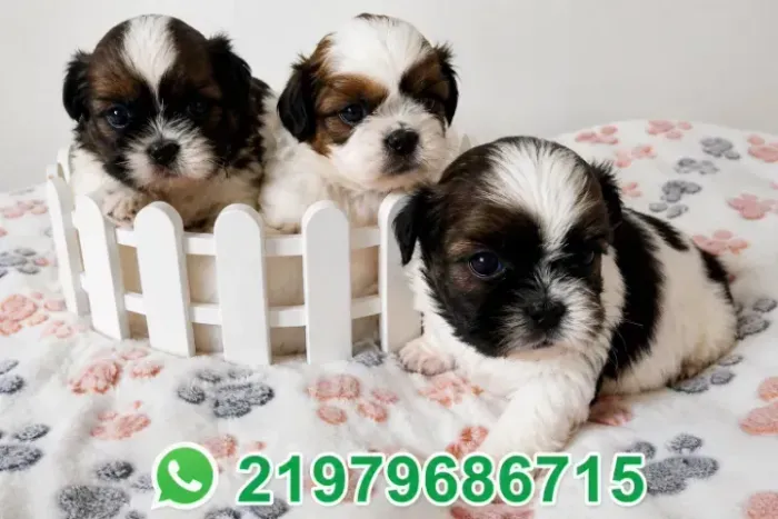 Shih tzu macho e femea raça pura lindos