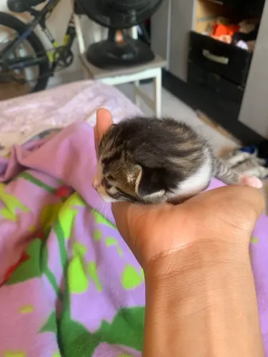 Gatos para doação