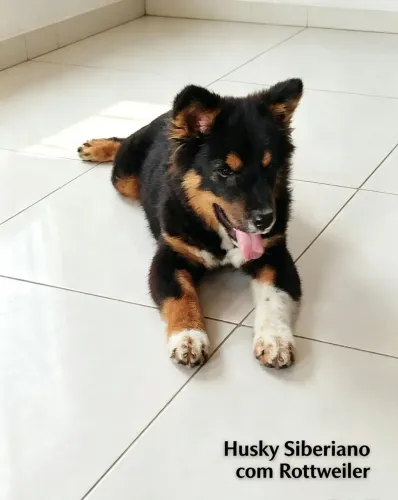 Linda filhote com apenas quatro meses de idade 