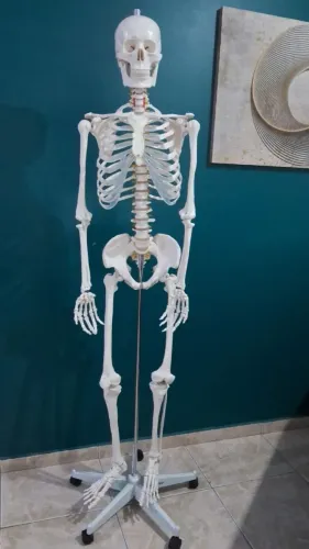Manequim esqueleto humano padrão de 1,70cm com suporte, haste e rodas