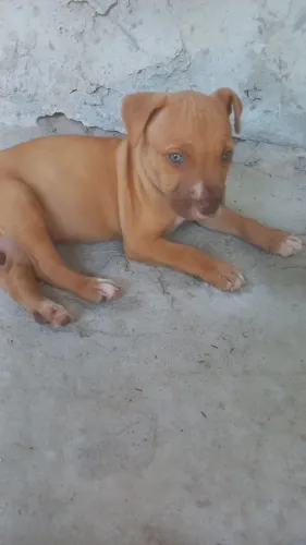 Pitibull 
