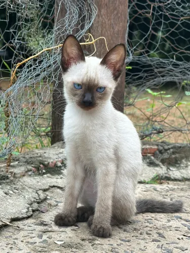 Doação responsável Gato(a) - Casal de gatinhas