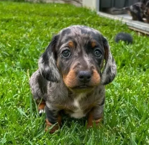 Basset Mini Dachshund Filhotes Mofadinhos.