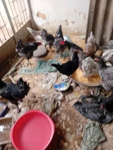 Venda de galinhas e frangos brahma e mestiças de jersy
