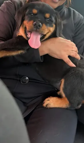 Rottweiller barato