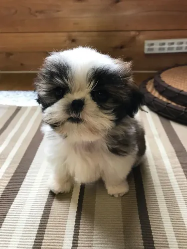 Shih tzu macho 67 dias amoroso e inteligente 