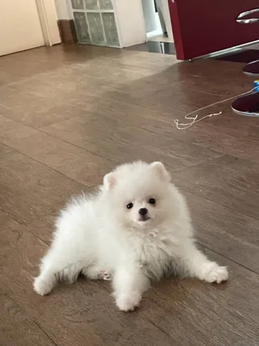 Lulu da pomerania na promoção