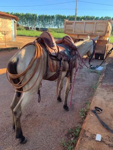 Vendo égua esquipadeira 