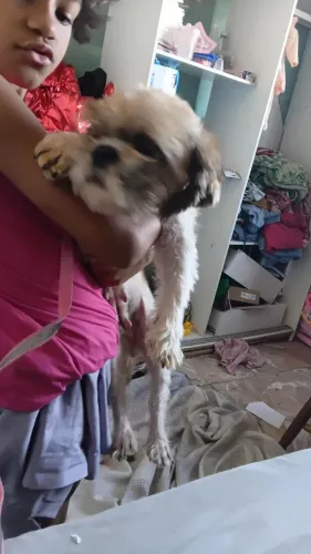 Shitzu