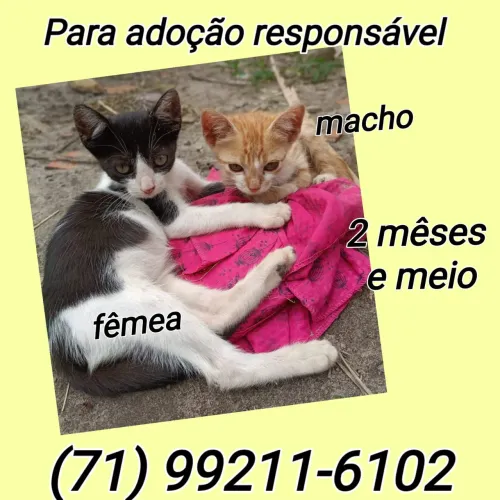 Doação para responsáveis