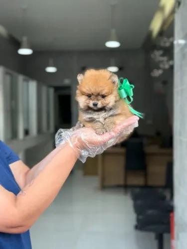 Spitz alemão anão - Filhotes Criados em Ambiente Seguro e com Todo o Cuidado