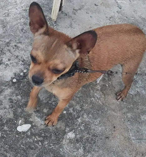 Animais de estimação 