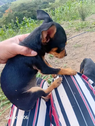 Pincher macho