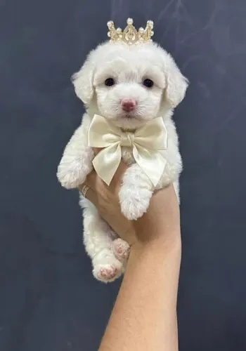 Filhotes de Poodle mais informações via WhatsApp 