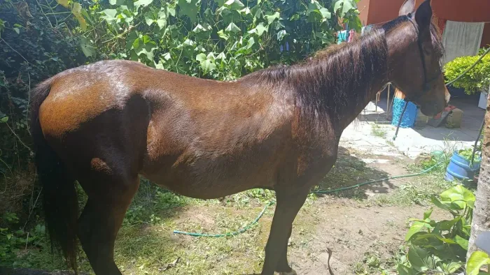 cava com temperamento docil excelente saude impecável, vacinado, oportunidade é so chama 