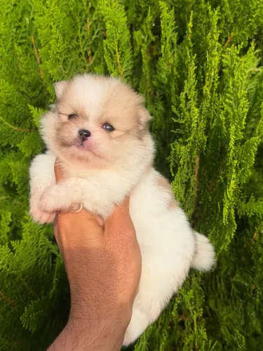 Lulu da Pomerânia