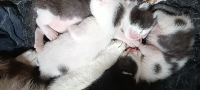 DOAÇÃO DE GATINHOS