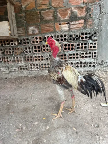 Galo Indio Gigante