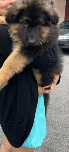 Pastor alemão Conheça um cachorrinho cheio de doçura