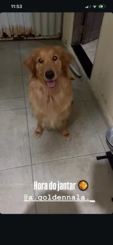 Cachorro venda gold