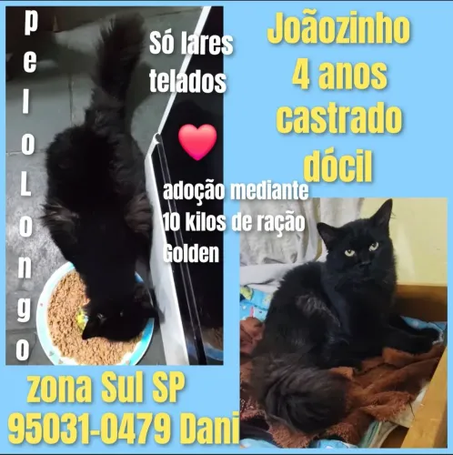 Gato castrado