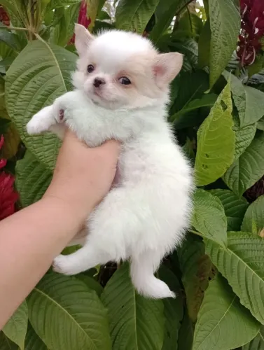 Chihuahua Linhagem Russa, macho em 10x no cartão.
