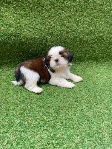 Shih Tzu belíssimos filhotes linhagem pequena