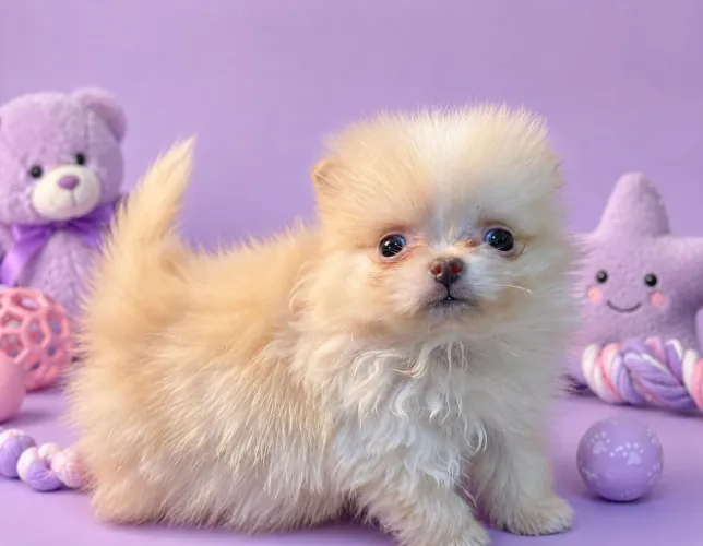 Fêmea de Lulu da Pomerânia.