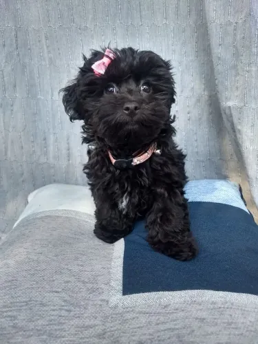 Poodle preta toy a pronta entrega 
