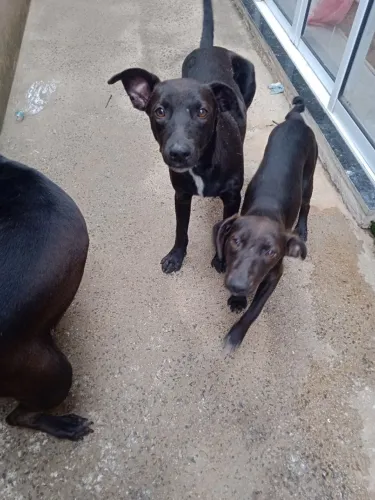 Filhotes cachorro para doação 