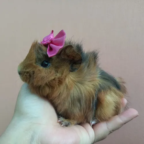 Porquinho da Índia Angorá