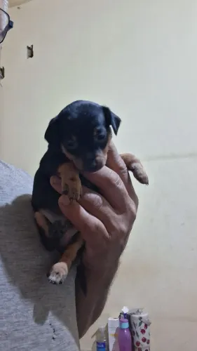 Pincher