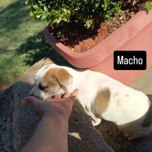 Doação de cães SRD