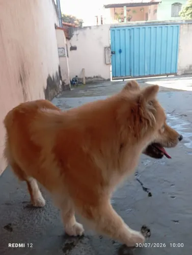 Doa se cadela