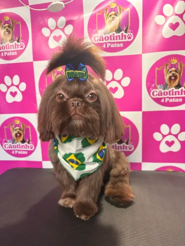 Shihtzu para cruzar