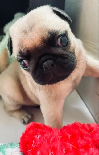 ? FILHOTES DE PUG MACHOS - RAÇA PURA ?