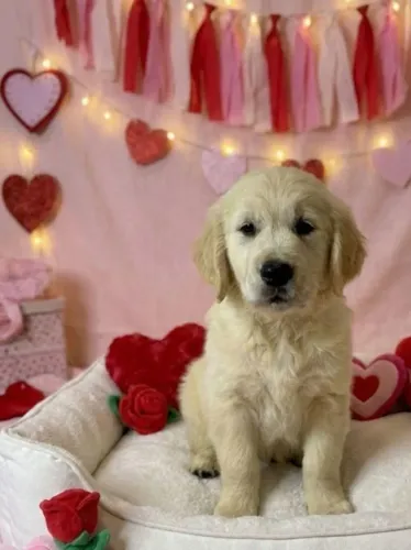 Filhotes de Golden Retriever | Alegria que contagia.