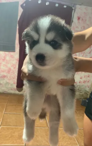 Husky siberiano filhotes