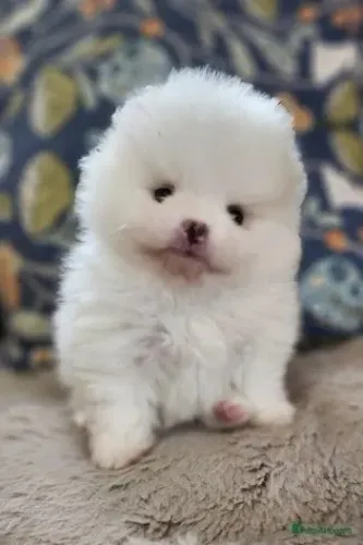 Filhotinhos spitz alemão/lulu da pomerânia dócil com contrato saudável