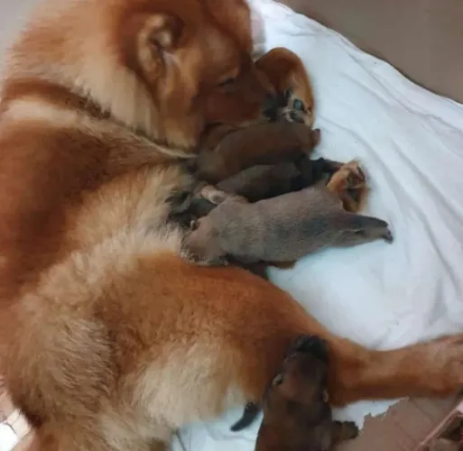 Filhotes de CHOW CHOW Adoção responsável!