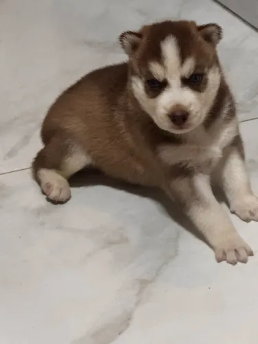 Hasky siberiano