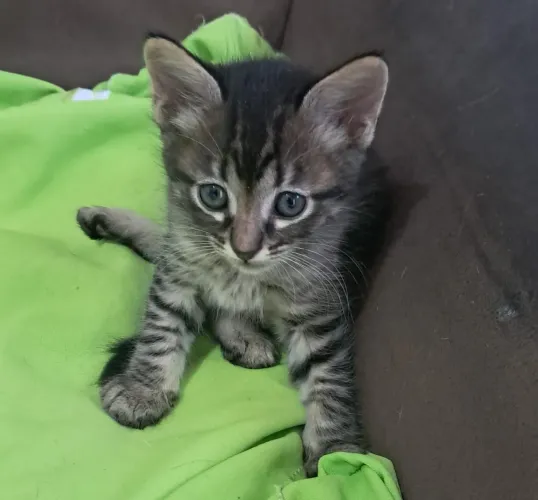 Gato macho 2 meses doação 