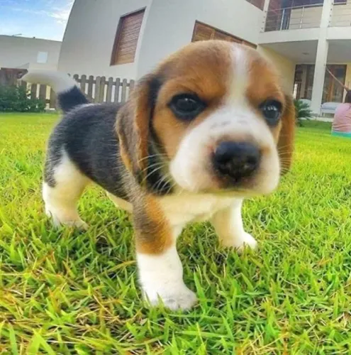 Beagle 13 Polegadas Paz Que Corre Solta