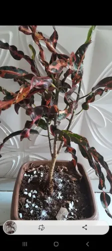 Lindos croton colorido