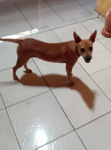 Adoção
