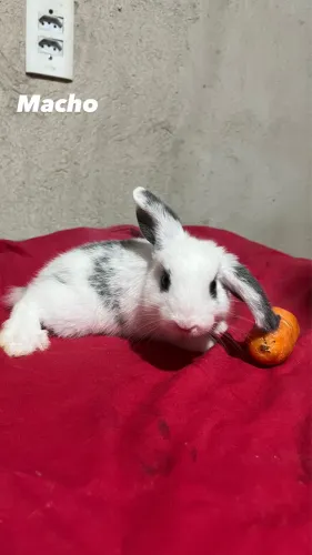 Mini lop