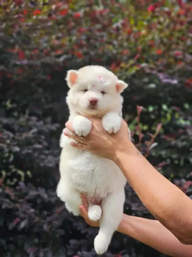 Husky Siberiano | Canil Legalizado 