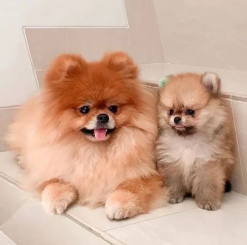 Filhotes De Spitz Alemão - Nada Como Um Filhotinho Para Espalhar Amor Por Toda A Casa 
