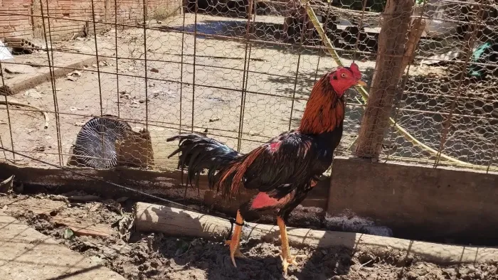 Galo a venda