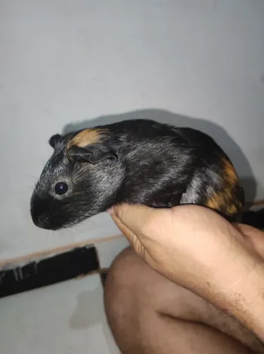Adoção porquinha da índia 